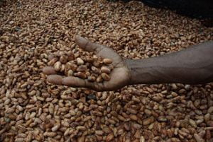 Cocoa Beans (raw) 75 kgs (Sold Per MT)