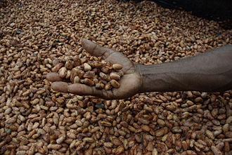 Medium_close_up_image_of_David_Kebu_Jnr_holding_cocoa_beans_drying_in_the_sun._(10703178735) Cocoa Beans (raw) 75 kgs (Sold Per MT) - Image 1