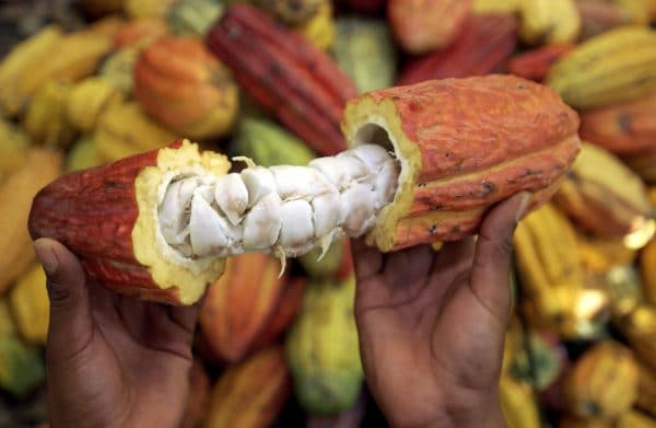 Cocoa Beans (raw) 75 kgs (Sold Per MT) - Image 5