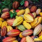 Cocoa Beans (raw) 75 kgs (Sold Per MT) - Image 4