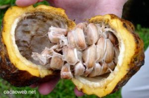 Cocoa Beans (raw) 75 kgs (Sold Per MT) - Image 3
