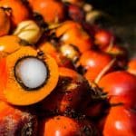 Palm Oil