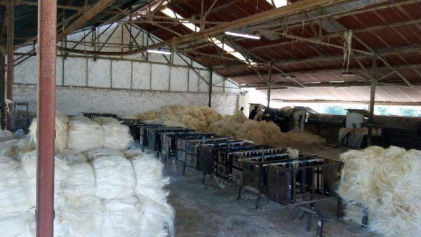 Sisal Fiber (per MT) - Image 7