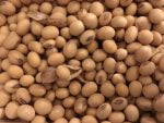 Soybeans Non-GMO  per MT - Image 5
