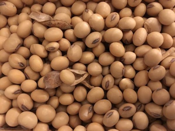 Soybeans Non-GMO  per MT - Image 5