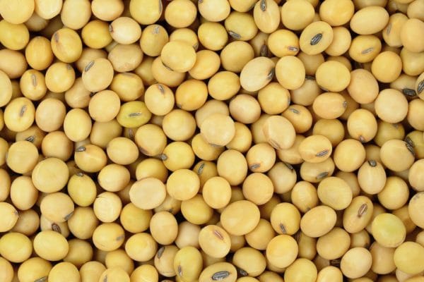 Soybeans Non-GMO  per MT - Image 3