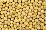 Soybeans Non-GMO  per MT - Image 11