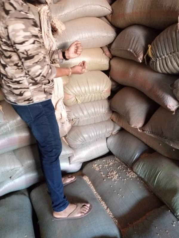 Soybeans Non-GMO  per MT - Image 17