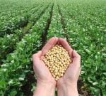 Soybeans Non-GMO  per MT
