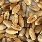 Whole Wheat Flour FOR BREAD : Sold  Per MT - Image 2