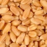 Whole Wheat Flour FOR BREAD : Sold  Per MT - Image 5