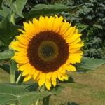 Sunflower oil per MT - Image 7
