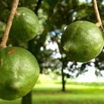 Macadamia Nuts: Halves, Raw Per MT - Image 7