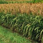 Sorghum for Animal Feed 50kgs  Bags (Sold per Per MT) - Image 2