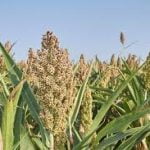 Sorghum for Animal Feed 50kgs  Bags (Sold per Per MT) - Image 9