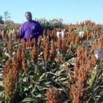 Sorghum for Animal Feed 50kgs  Bags (Sold per Per MT) - Image 10