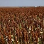 Sorghum for Animal Feed 50kgs  Bags (Sold per Per MT) - Image 11